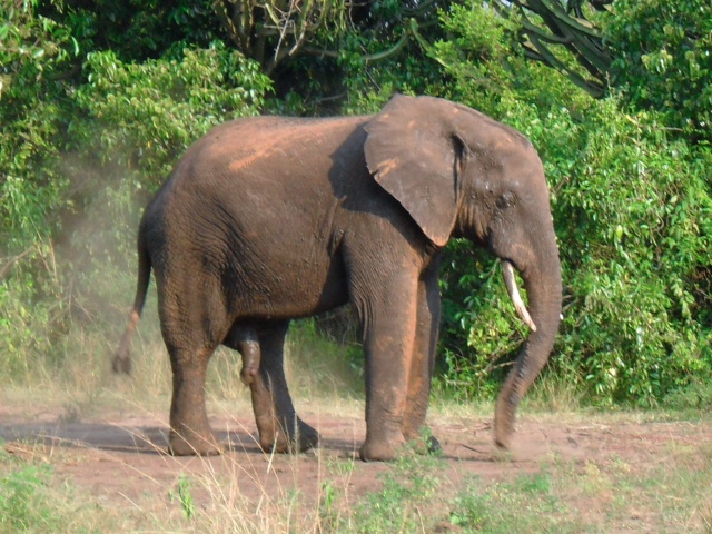  Elephant 
